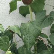 ヒメ日記 2025/07/27 17:31 投稿 ことの 西川口おかあさん