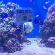 ヒメ日記 2025/08/12 12:21 投稿 ことの 西川口おかあさん