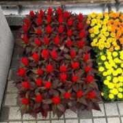 ヒメ日記 2025/09/29 17:51 投稿 ことの 西川口おかあさん