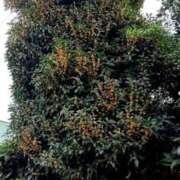 ヒメ日記 2025/10/20 16:26 投稿 ことの 西川口おかあさん