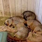 ヒメ日記 2025/11/10 15:27 投稿 ことの 西川口おかあさん