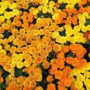 ヒメ日記 2025/11/23 14:39 投稿 ことの 西川口おかあさん