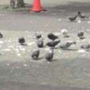 ヒメ日記 2025/05/14 09:53 投稿 ことの 大宮おかあさん