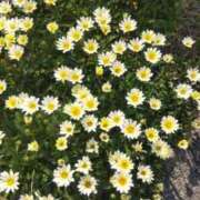 ヒメ日記 2025/05/22 07:29 投稿 ことの 大宮おかあさん