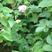 ヒメ日記 2025/05/29 09:41 投稿 ことの 大宮おかあさん