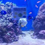 ヒメ日記 2025/08/12 12:07 投稿 ことの 大宮おかあさん