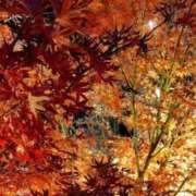 ヒメ日記 2025/11/30 18:36 投稿 ことの 大宮おかあさん