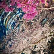 ヒメ日記 2025/04/10 18:21 投稿 中条琴莉 お姉さんCLUB