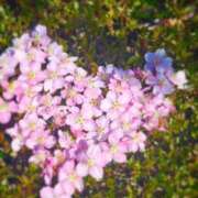 ヒメ日記 2025/04/12 11:19 投稿 中条琴莉 お姉さんCLUB