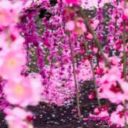 ヒメ日記 2025/04/25 18:04 投稿 中条琴莉 お姉さんCLUB