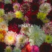 ヒメ日記 2025/11/18 16:55 投稿 ひなた マダム可憐