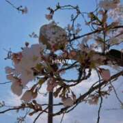 ヒメ日記 2026/04/02 14:06 投稿 ひなた マダム可憐