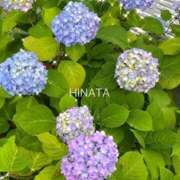 ヒメ日記 2026/05/27 12:36 投稿 ひなた マダム可憐