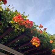 ヒメ日記 2025/08/24 06:44 投稿 三河ゆきな 色気あるワイフ