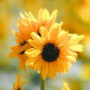 ヒメ日記 2025/08/29 00:15 投稿 三河ゆきな 色気あるワイフ