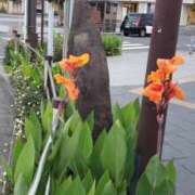 ヒメ日記 2025/07/01 05:29 投稿 三河ゆきな 麗しいマダム