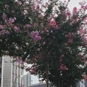 ヒメ日記 2025/08/16 06:18 投稿 三河ゆきな 麗しいマダム