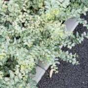 ヒメ日記 2025/07/21 06:11 投稿 三河ゆきな 美魔女エステ