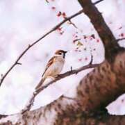 ヒメ日記 2025/03/13 20:00 投稿 三河ゆきな ワイフコレクション