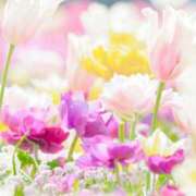 ヒメ日記 2025/03/31 08:01 投稿 三河ゆきな ワイフコレクション