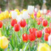 ヒメ日記 2025/04/01 08:33 投稿 三河ゆきな ワイフコレクション