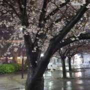 ヒメ日記 2025/04/02 05:06 投稿 三河ゆきな ワイフコレクション