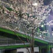 ヒメ日記 2025/04/03 05:06 投稿 三河ゆきな ワイフコレクション