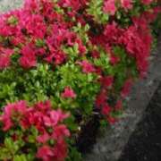 ヒメ日記 2025/04/12 22:22 投稿 三河ゆきな ワイフコレクション