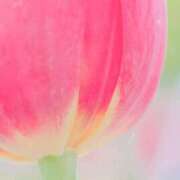 ヒメ日記 2025/04/15 19:13 投稿 三河ゆきな ワイフコレクション