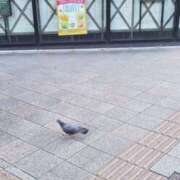 ヒメ日記 2025/04/17 06:17 投稿 三河ゆきな ワイフコレクション