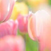 ヒメ日記 2025/04/20 17:24 投稿 三河ゆきな ワイフコレクション