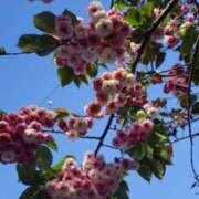 ヒメ日記 2025/04/22 05:08 投稿 三河ゆきな ワイフコレクション