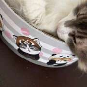 ヒメ日記 2025/04/02 14:56 投稿 あさひ ZERO-i