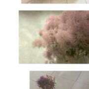 ヒメ日記 2025/10/05 06:50 投稿 さくら 錦糸町人妻セレブリティ（ユメオト）