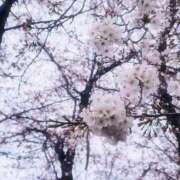 ヒメ日記 2025/04/02 15:45 投稿 小桜みるく。 Etoile（エトワール）