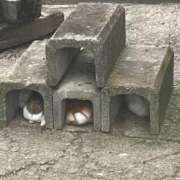 ヒメ日記 2025/08/15 15:48 投稿 かぐら 渋谷じゃっくす