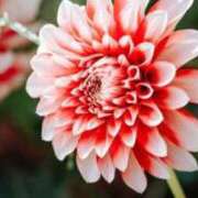 ヒメ日記 2024/12/26 15:20 投稿 ちかこ 即トク奥さん