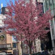 ヒメ日記 2025/03/17 17:20 投稿 ちかこ 即トク奥さん