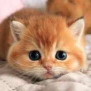 ヒメ日記 2025/03/26 23:54 投稿 ちかこ 即トク奥さん