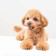 ヒメ日記 2025/04/05 15:40 投稿 ちかこ 即トク奥さん