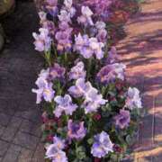 ヒメ日記 2025/04/05 18:50 投稿 ちかこ 即トク奥さん