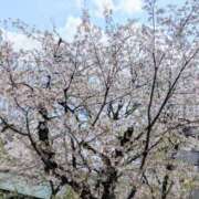 ヒメ日記 2025/04/09 18:59 投稿 ちかこ 即トク奥さん