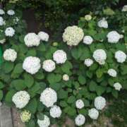 ヒメ日記 2025/07/08 21:25 投稿 ちかこ 即トク奥さん