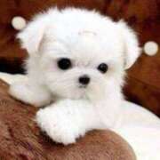 ヒメ日記 2025/07/11 22:00 投稿 ちかこ 即トク奥さん