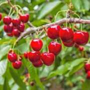 ヒメ日記 2026/01/04 00:50 投稿 ちかこ 即トク奥さん