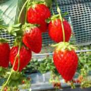 ヒメ日記 2026/03/31 23:20 投稿 ちかこ 即トク奥さん