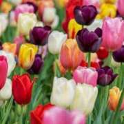 ヒメ日記 2026/04/01 16:50 投稿 ちかこ 即トク奥さん