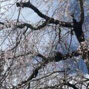 ヒメ日記 2025/03/30 11:25 投稿 花島あかね コウテイ