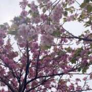 ヒメ日記 2025/04/20 11:55 投稿 花島あかね コウテイ