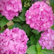 ヒメ日記 2025/06/13 15:35 投稿 花島あかね コウテイ